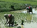 Will India adopt China’s rice-farm model?