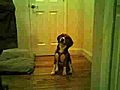 Jojo the Beagle Dog Stupid Pet Trick