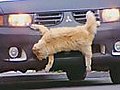 Cat On The Bumper