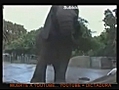 Elefante se traga una pelota de futbol en el zoo de barcelona