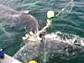 Whale freed from shark net