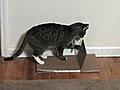 How to Make a Homemade Scratch Pad For Cats