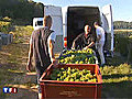 Vendanges : la galère de l’hébergement pour les saisonniers