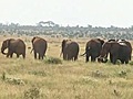 Elephant collars allow GPS tracking in Kenyan anti-poaching effort