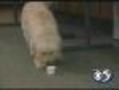 Dogs May Know You Have Cancer