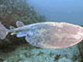 Torpedo Ray