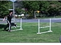 Dog Agility - Training your Dog Basic Jumping Skills