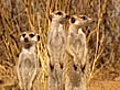 Meerkat Manor Episode 1 Sneak Peek 2: A Family Affair