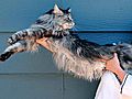 Raw Video: Meet the World’s Longest Cat