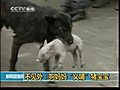 Dog raises piglet in China