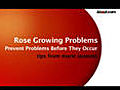 Problems Growing Roses
