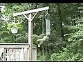 Squirrel Goes For A Spin