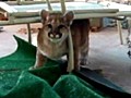 Homeowner faces off with mountain lion cubs