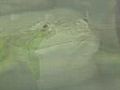 Skin Cancer Breakthrough After Tadpole Tests