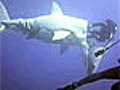 Cousteau Swims With Sharks