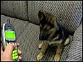 Funny German Shepherd Dog