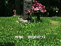 SCENES FROM A CEMETARY - HD