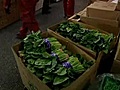 Japan : Too much greens,  too little fish