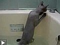 Chat sans poils prenant un bain
