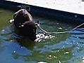 There’s a buffalo in my pool!