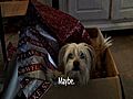 A Puppy’s New Year Resolution               // video added December 27,  2009            // 0 comments             //                             // Embed video: