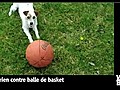 Vidéo Buzz: Un chien surdoué va chercher une grosse balle