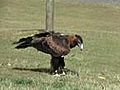 Wedge-tailed Eagle or Eaglehawk (Aquila audax) / Keilschwanzadler