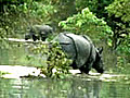Assam: Wildlife park inundated