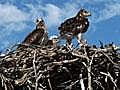 Haven for Hawks in Idaho