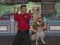 Merengue Dog Shakes It For Letterman