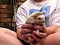 Pets 101: Hedgehogs