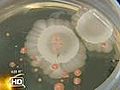 Belly button bacteria