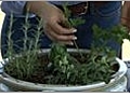 Herb Garden - Harvesting Your Herbs