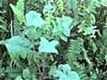 How To Prepare Wild Lettuce And Sow Thistle