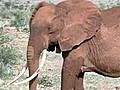 Elephants fitted with GPS collars in Kenya