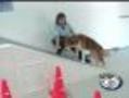 Pet Rehab Centers Grow In Popularity