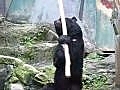 Kung Fu Bear- Unedited Footage(NOT FAKE!)