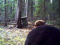 Blonde Bear back again