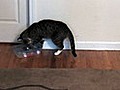 How to Make a Cat Toy Puzzle