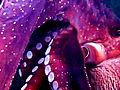 Animals: Octopus Steals Video Camera Explained