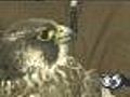 Peregrine Falcon Released In Green Bay
