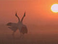 Red-crowned cranes