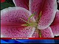 Mother’s Day Flowers 5-8-11