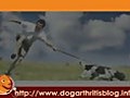 Dog Arthritis PT Series 3 - Strengthening of the Muscles
