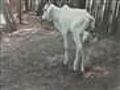 POOR Calf with 6 LEGS : /