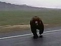 Video captures bear charging tourist