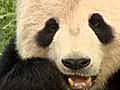 Panda Pregnancy Test: Why Zoos Get Fooled
