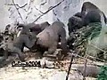 Gorillerin kavgasi !!