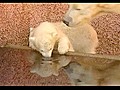 Polar bear twins at Nuremberg zoo