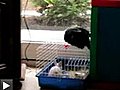 Un lapin taquine un chat